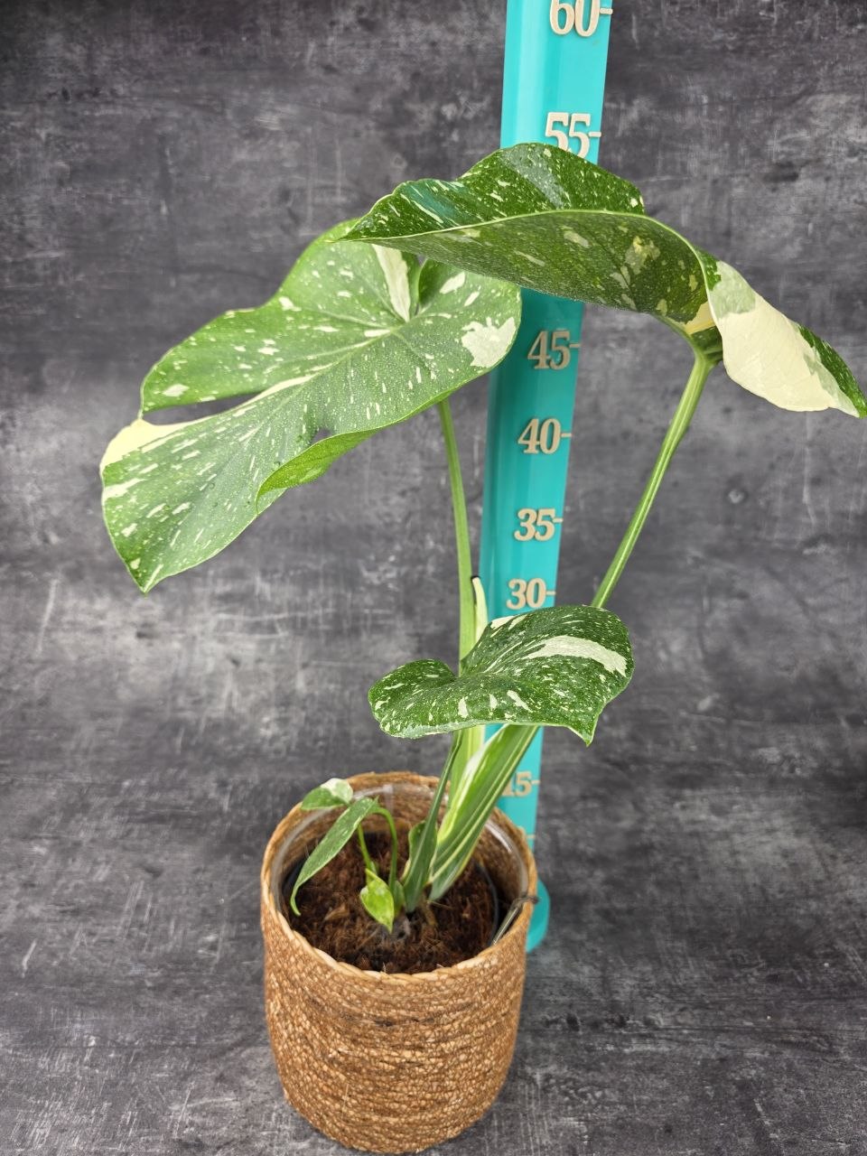 Monstera Thai Constellation 14 cm